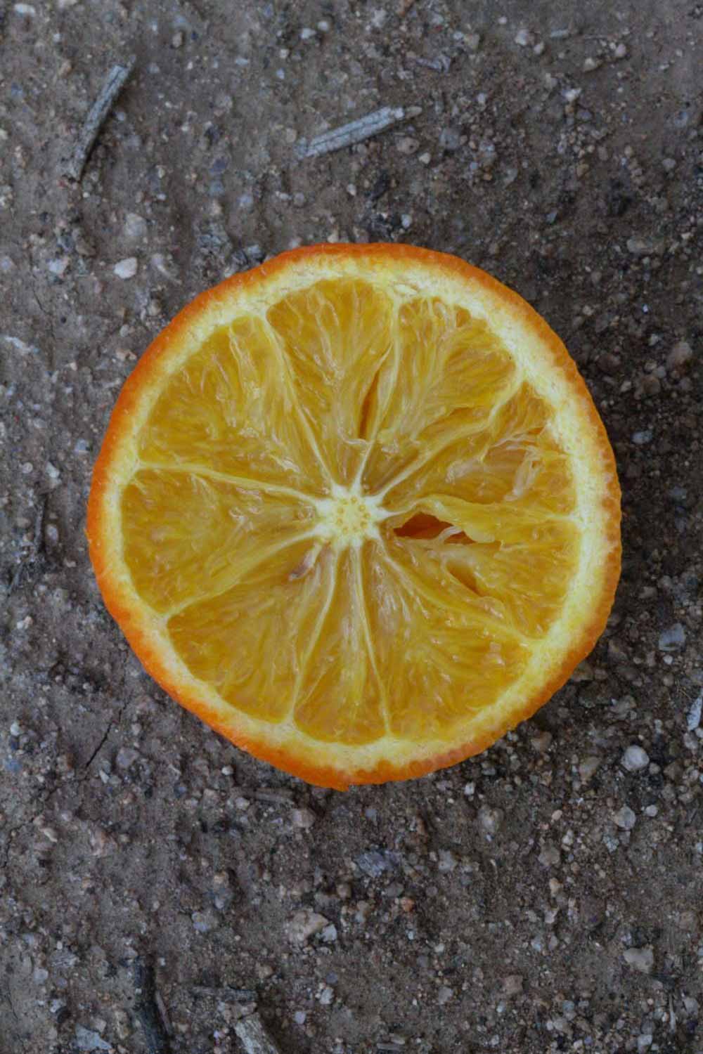            Fruit cross-section (Riverside, CA)   